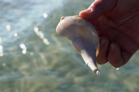 Read on to see what makes these tacos so special. Pin by Lilie Manes on Siesta Key, Florida | Fish pet, Pets ...