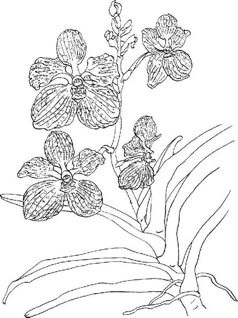 Some think it's difficult to care for orchids but thats not the case. Orchid coloring pages. Download and print Orchid coloring ...
