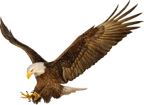 Imagens PNG Águias (Eagles PNG) | Imagens para photoshop