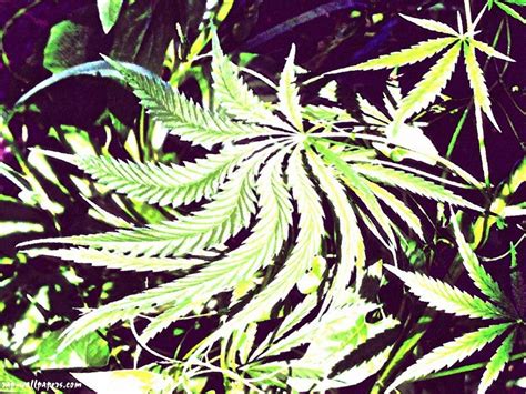 Maybe you would like to learn more about one of these? Trippy Marijuana Wallpapers - Top Free Trippy Marijuana ...