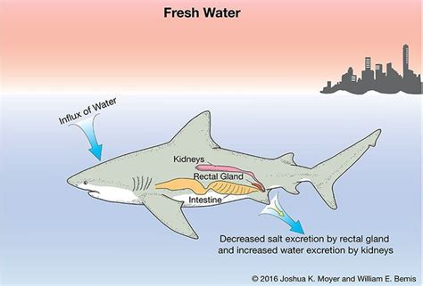 Osmoregulation Of The Bull Shark Carcharhinus Leucas In Fresh Water