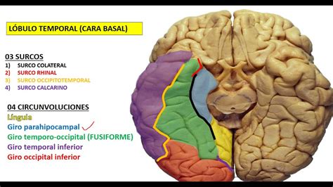 Surcos Y Giros Cerebrales Configuraci N Externa Youtube