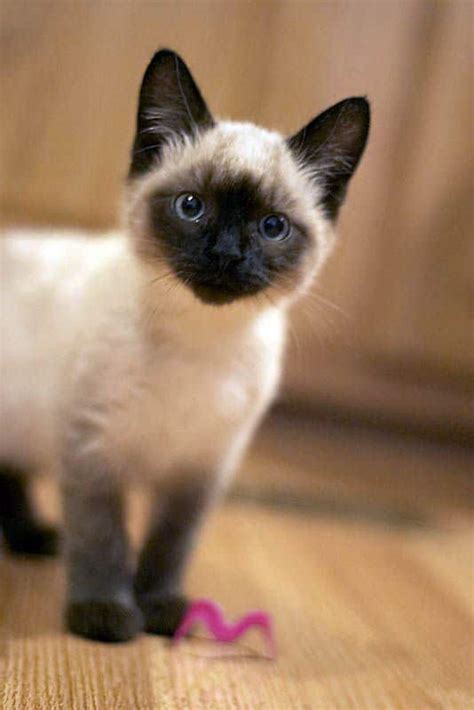 The cost of a siamese cat varies. How much does a Siamese cat cost? - Glamorous Cats