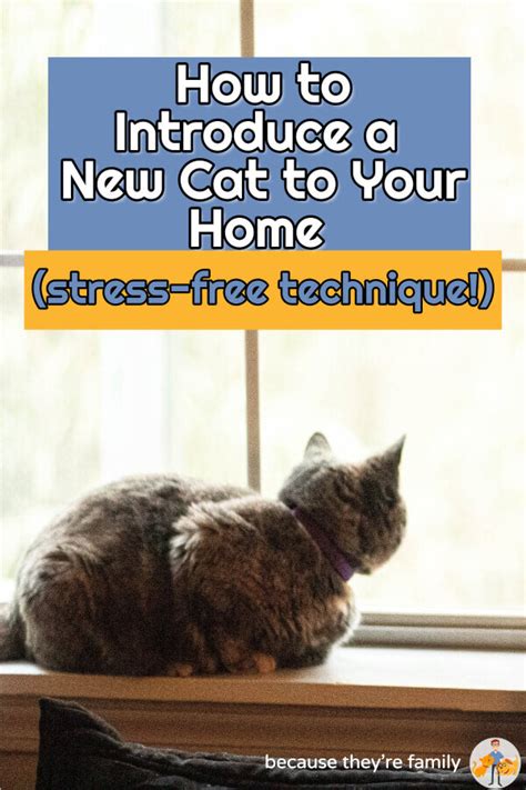 How To Introduce A New Cat To Your Home Stress Free Technique — Our