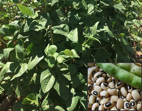 Planting And Growing Guide For Black Eyed Peas Vigna Unguiculata