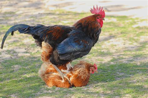 How Do Chickens Mate All You Need To Know The Happy Chicken Coop