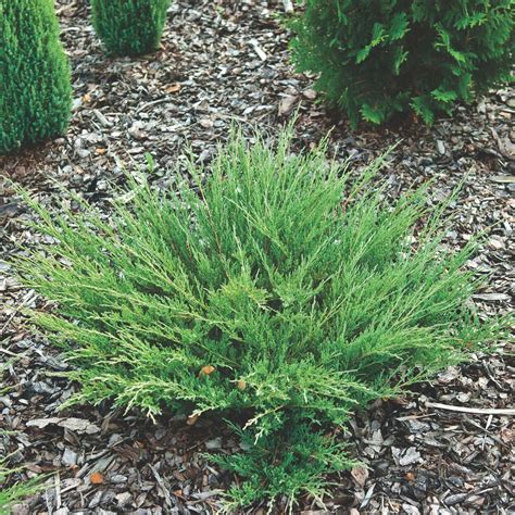 Juniperus horizontalis Andorra Compact - Centre Jardin Lac ...