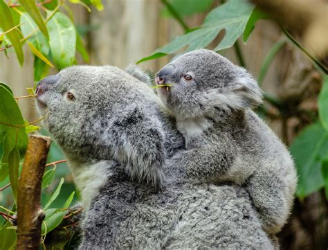 Koala Bears Free Stock Photo Public Domain Pictures