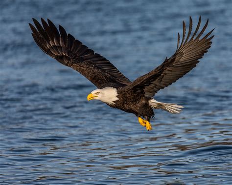 Bald Eagle Fly By Bald Eagle Wildlife Photography Eagle