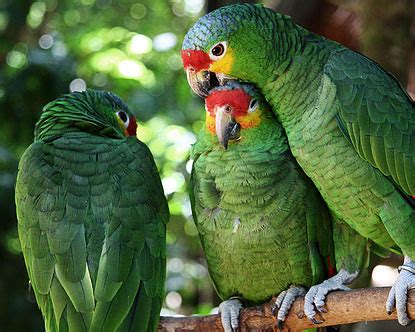 Get news updates about amazon. Amazon Parrots