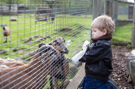Little Toddler Boy Feeding Animals in Zoo Stock Photo - Image of