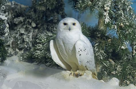 Animal Snowy Owl Hd Wallpaper