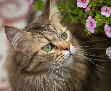 Check Out Our Beautiful Gallery Of Pictures Of Maine Coon Cats