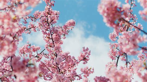 Cherry Blossom Tree Wallpaper 4k Beautiful Cherry Blossom Trees Hd