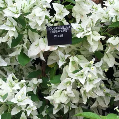 Maybe you would like to learn more about one of these? Bougainvillea Singapore white | Bougainvillea, Garden, Plants