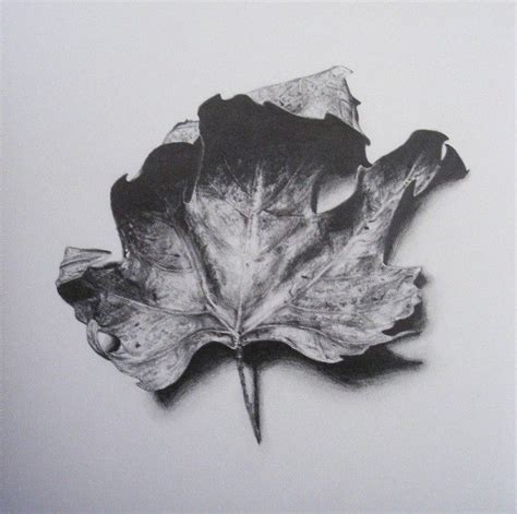 Pin By Anushree Agiwal On Sketch Book Leaves Sketch Leaf Drawing