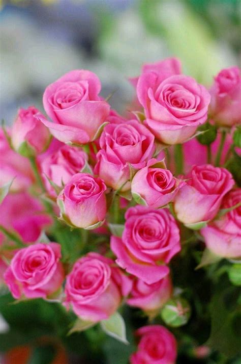 Most Beautiful Pink Flowers References Mdqahtani