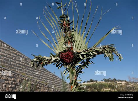 Palm Leaves Jerusalem Hi Res Stock Photography And Images Alamy