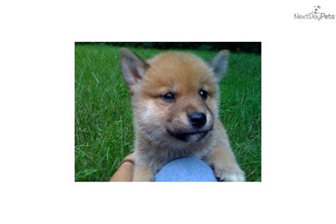 Meet Male A Cute Shiba Inu Puppy For Sale For 1250
