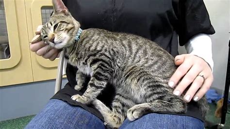 William 6 Month Old Gray Tabby Kitten Peninsula Humane Foundation