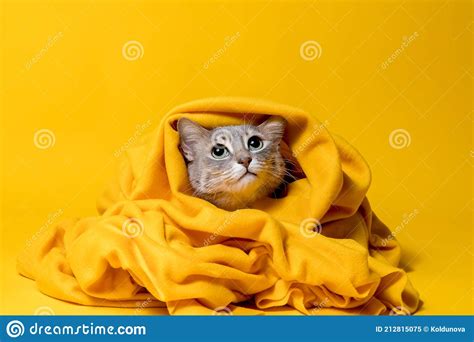 Worried Cat Is Wrapped In A Warm Yellow Plaid And Looks Up With Hope