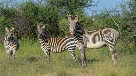 They require much more handling and desensitization than the average horse, and. Mpala Live! Field Guide: Grevy's Zebra | MpalaLive