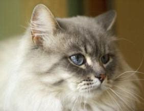 Do you love cats, but cannot adopt one due to allergy problems? Persian Cats: Hypoallergenic Cat Breeds. Low or non ...