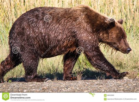 Giant Alaskan Grizzly Bear