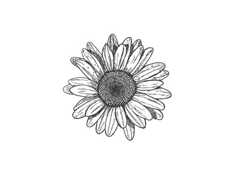 Aesthetic tattoo design aesthetic simple flower drawings. sunflower | Daisy tattoo, Tattoos, Small tattoos
