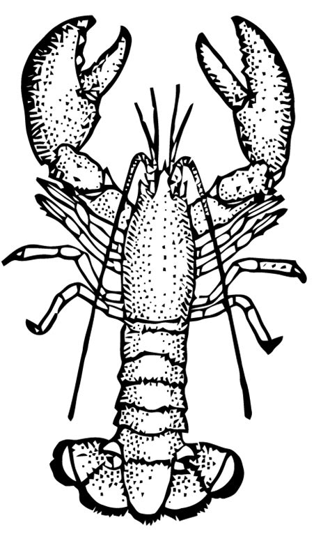Free Vector Art Lobster Vector Art Free Vector Art Lobster Drawing