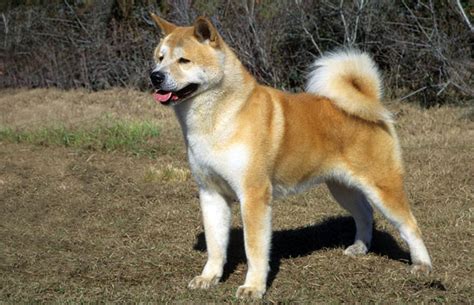 Hachiko gehörte zur japanischen hunderasse der „akita und war ein ruhiger und gutmütiger hund. Akita Breed Information