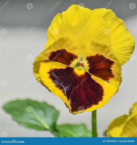 Single Yellow Pansy Flower Springtime Stock Image Image Of Early
