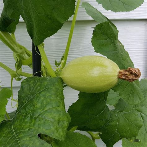 The name of the spaghetti squash comes from its unique flesh. New Leaf Nurseries - 10 Squash 'Spaghetti' Seeds | Squash ...