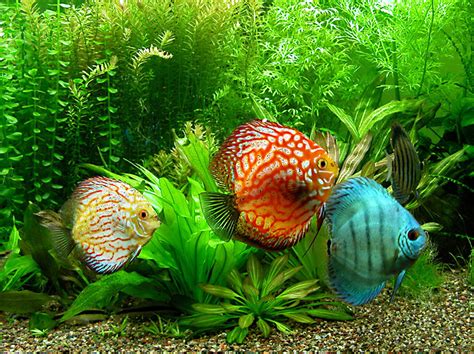 Check spelling or type a new query. Discus | Fish Info and Photos | The Wildlife