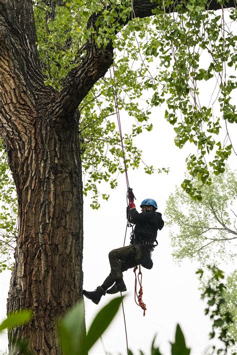 Tree Climbing Certification In Colorado