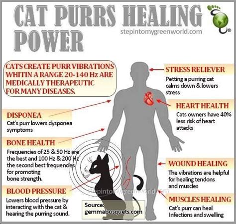 Benefits Of Having A Cat Cat Purr Healing Cat Purr How To Relieve