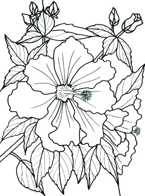 Tropical Coloring Pages at GetColorings.com | Free printable colorings