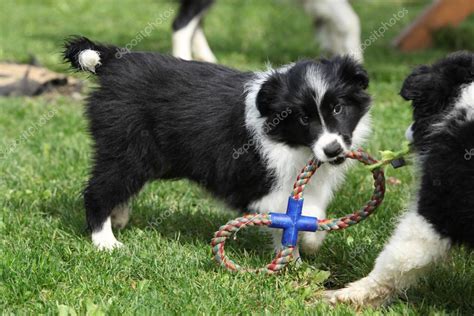 29 How To Play With A Border Collie Pic Bleumoonproductions