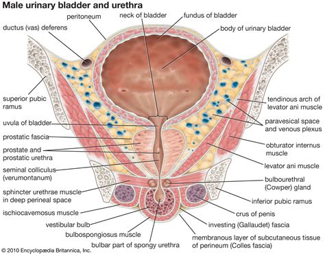 Male Urinary Bladder Human Body Muscles Human Body Bones Bladder