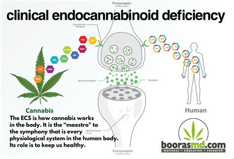 clinical endocannabinoid deficiency boorasmd cannabis wellness
