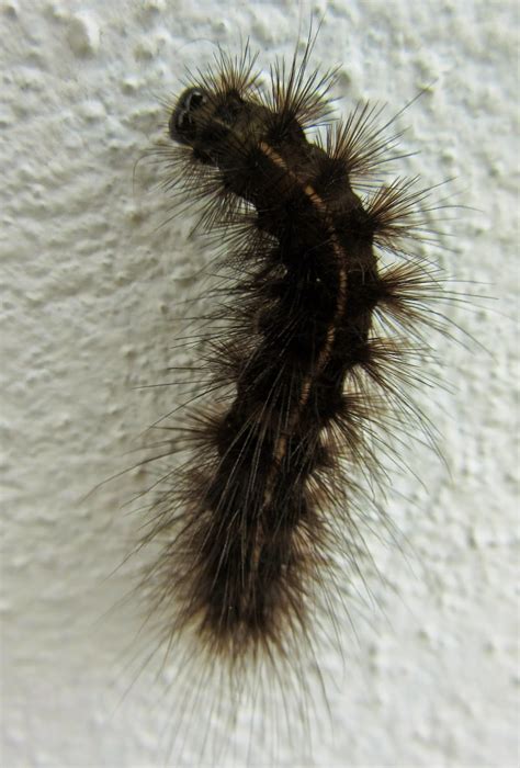 The origins of the word caterpillar date from the early 16th century. Bug Mad Girl: A house in the Burren