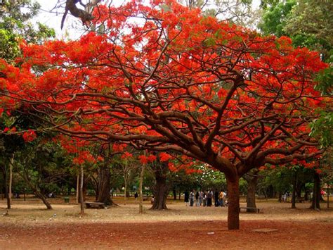 Golden blooms in mumbai flowering trees with yellow blossom. Happiness all around us.: FLOWERING TREES IN INDIA