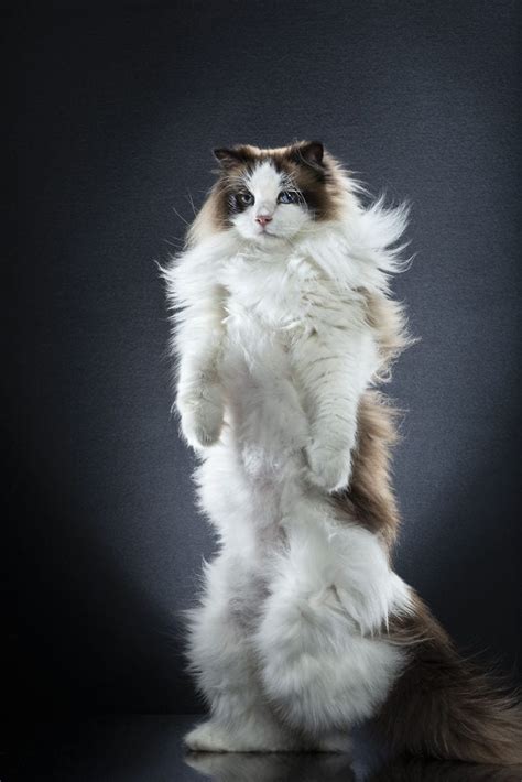 Photographer Captures Images Of Cats Standing And They Re Purrfect