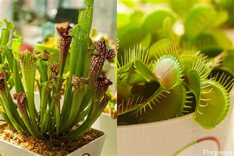 Growing And Caring For Carnivorous Plants Florgeous