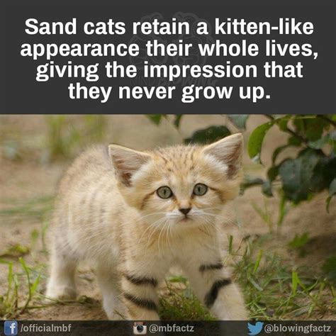 Sand Cat Animal Facts Crazy Animal Facts Funny Animals