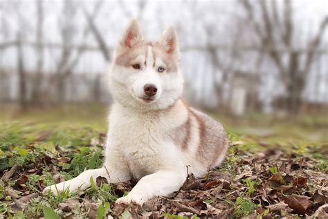 35 Droll Siberian Husky Red And White Photo Codepromos