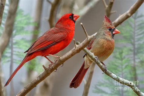 Northern Cardinals Photograph By Bonnie Barry Fine Art America