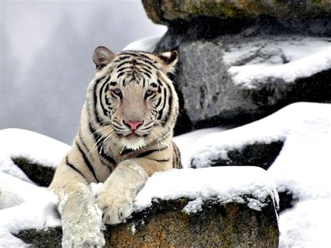 73 White Siberian Tiger Wallpaper On Wallpapersafari