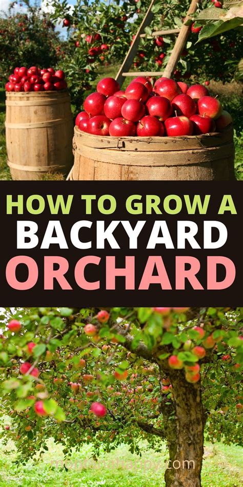 How To Plan An Orchard Backyard Garden In 2021 Backyard Garden