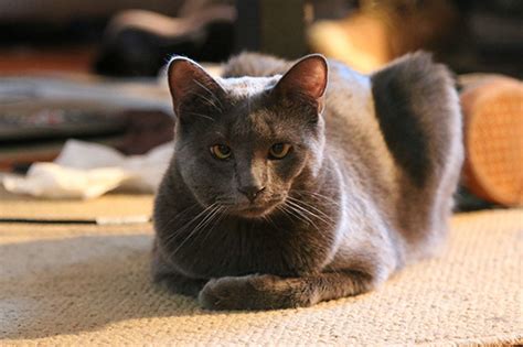 Learn what to do when a cat has been stung by an insect. Cats Who Lost Their Battle With Bees And Wasps